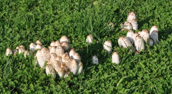 Coprinus comatus?